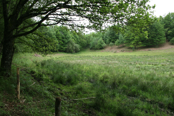 Tourbière des Dauges, un milieu acide à sphaignes © Nicolas Macaire / LPO